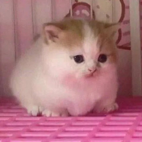 Милый пушистый котёнок