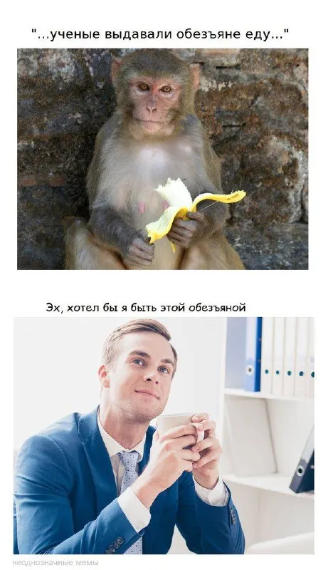 Хотел бы быть этой обезьяной