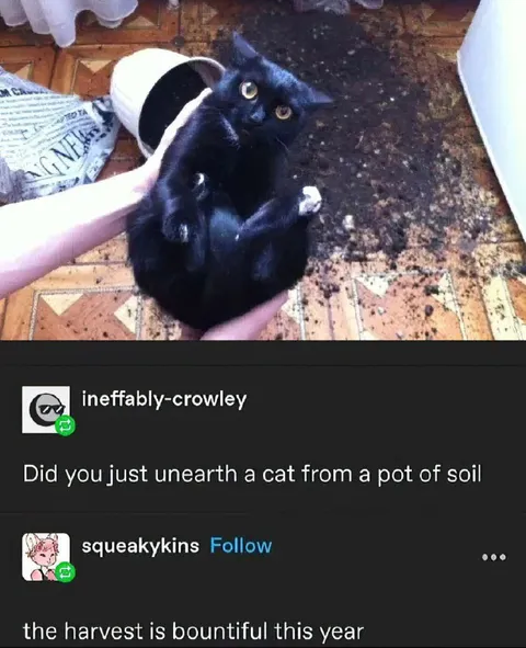 Cat Harvest From Soil