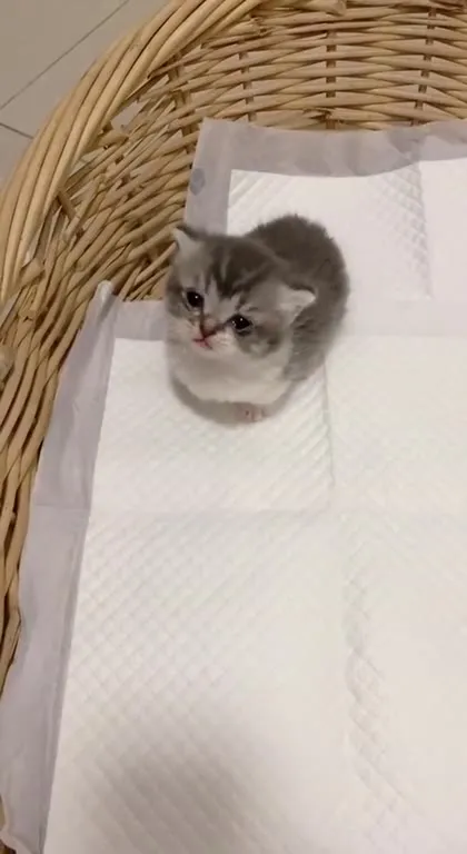 Крошечный котёнок в корзинке
