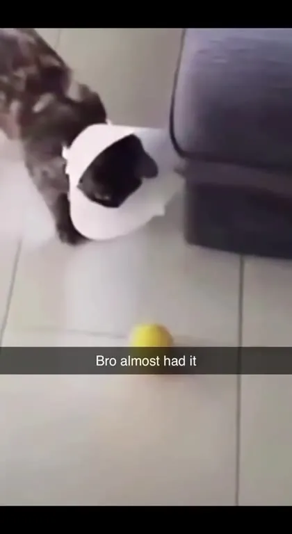 Bro Almost Had It Cat