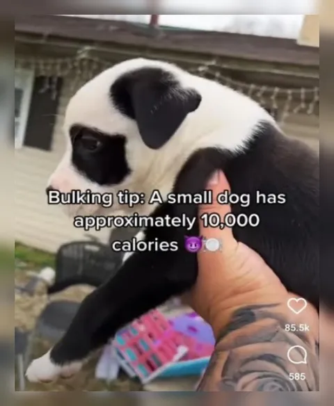 Small Dog Bulking Tip
