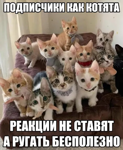 Подписчики как котята
