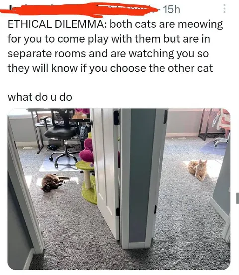 Ethical Dilemma With Two Cats