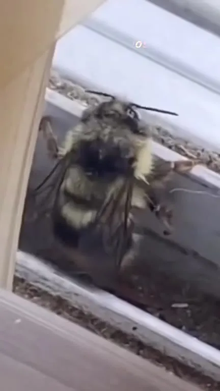 Кошачья подборка странных реакций