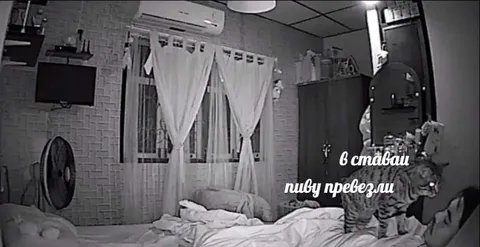 Тигр пиво привёз