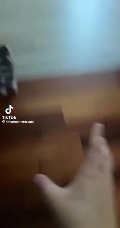 Котёнок с рычанием льва