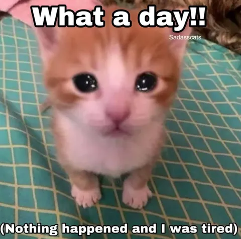 What a Day Tired Kitten