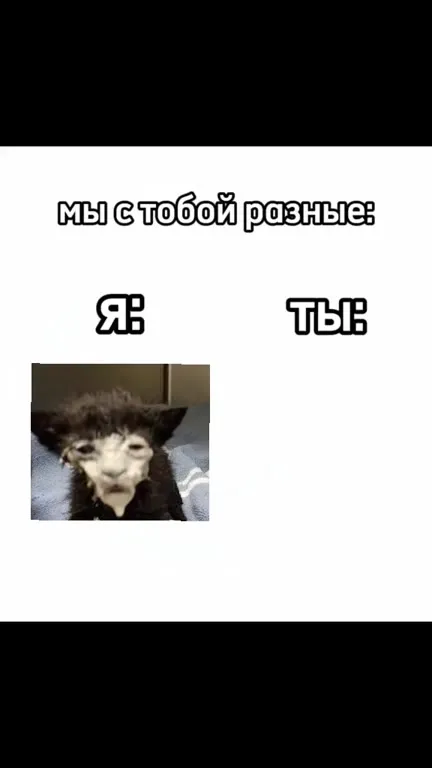 Мы с тобой разные коты