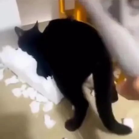 Кот и тапок после проступка