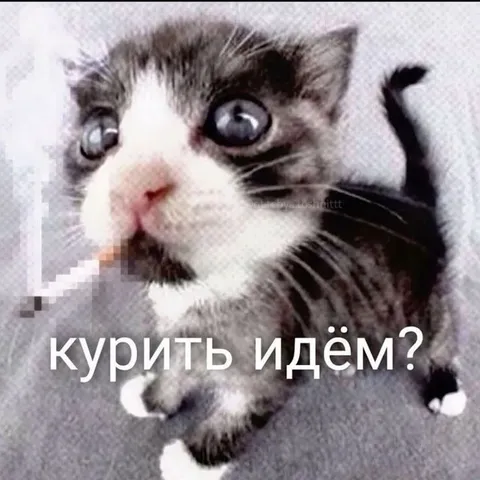 Кот предлагает покурить