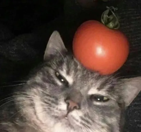 Кот с помидором на голове