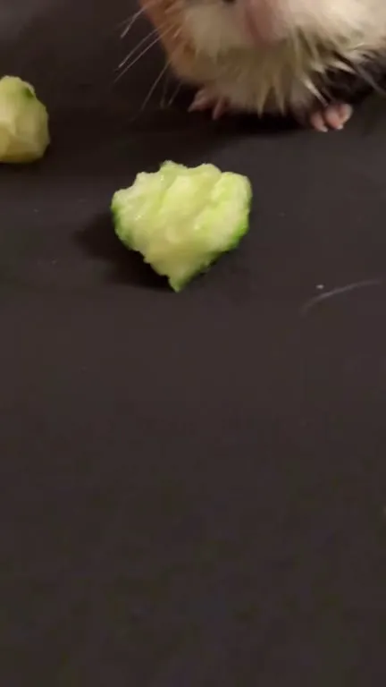Морская свинка украла брокколи