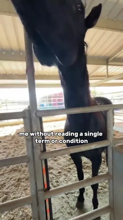 Horse Without Reading the Terms