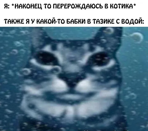 Перерождаюсь в котика
