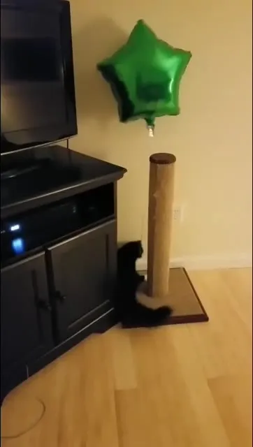 Кот охотится на шарик