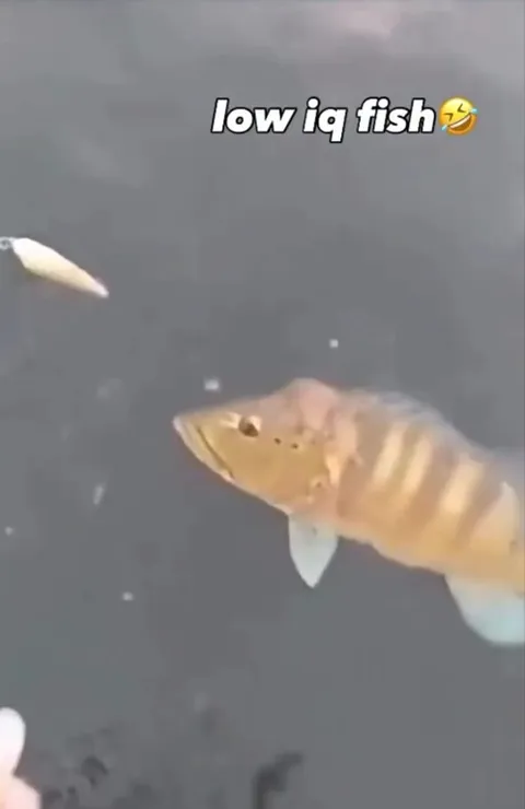Low IQ Fish Takes the Bait
