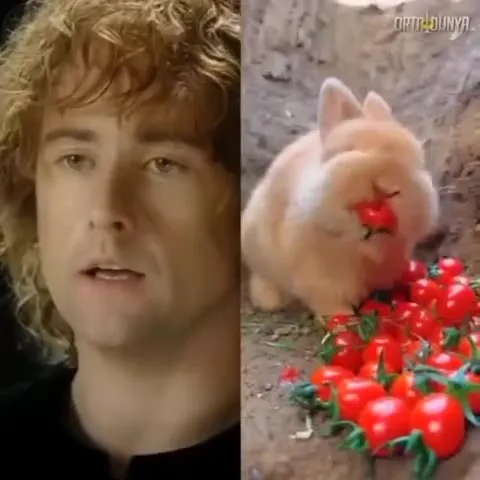 Кролик ест помидоры под тоску