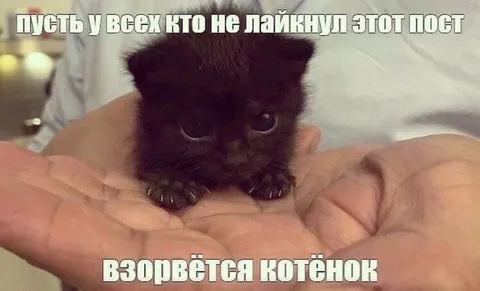 Взорвётся котёнок