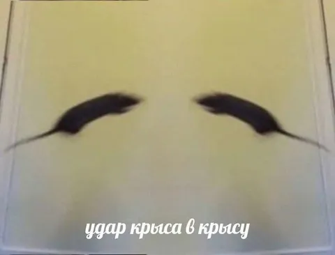 Удар крыса в крысу