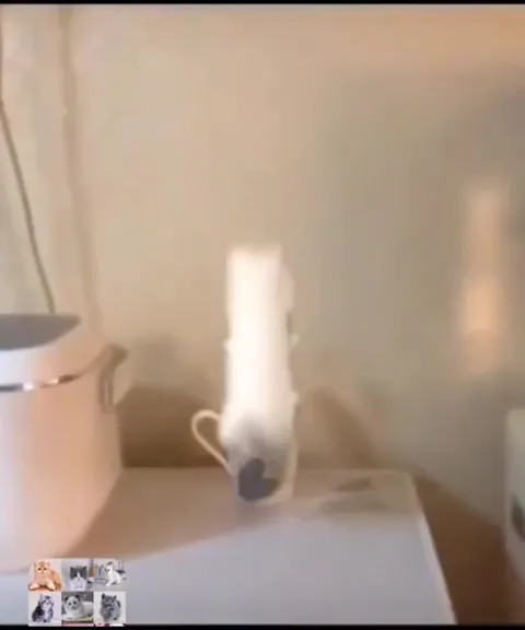 Котёнок из тюбика