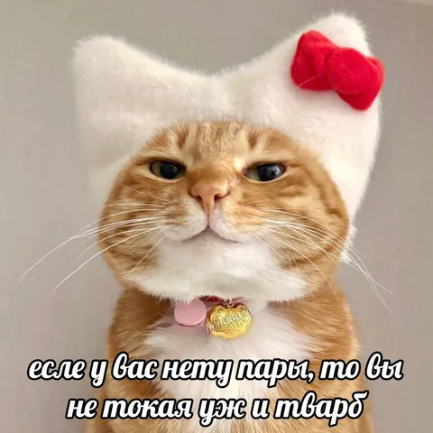 Кот в шапке Hello Kitty