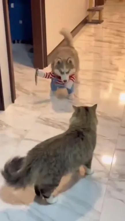 Щенок преследует кота с ножом