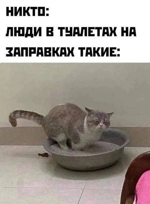 Кот в тазике на заправке