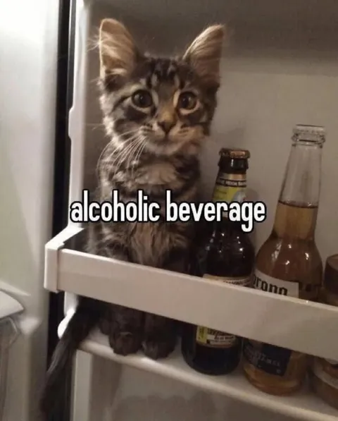 Alcoholic Beverage Cat