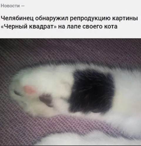 Черный квадрат на лапе кота