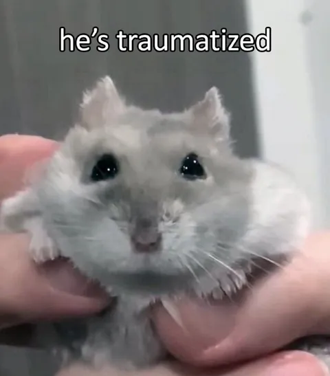He’s Traumatized Hamster