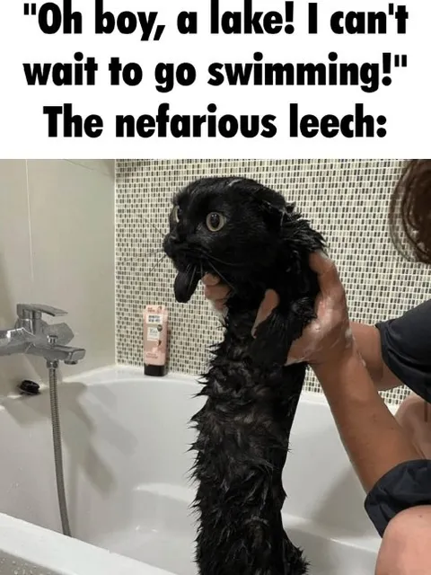 Nefarious Leech Cat Swimming