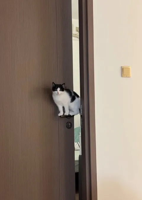 Кот выглядывает из двери