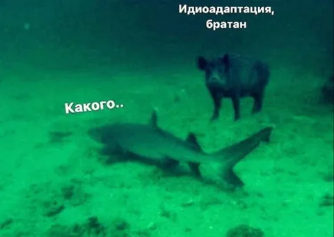 Идиоадаптация, братан