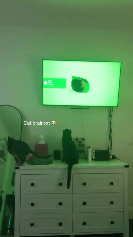 Cats Watching Cat Brainrot