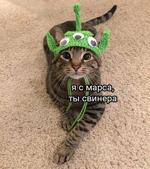 Кот с Марса ругает свинью