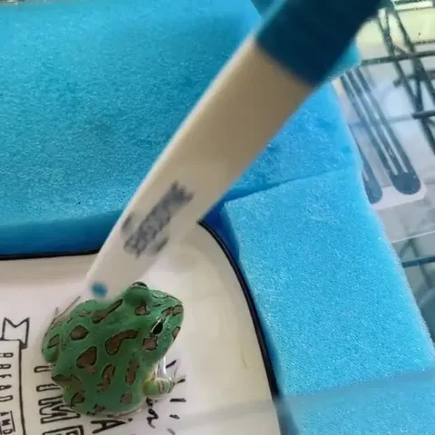 Frog Trying to Avoid the Pen