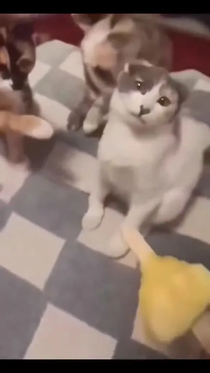 Коты отказываются от угощения