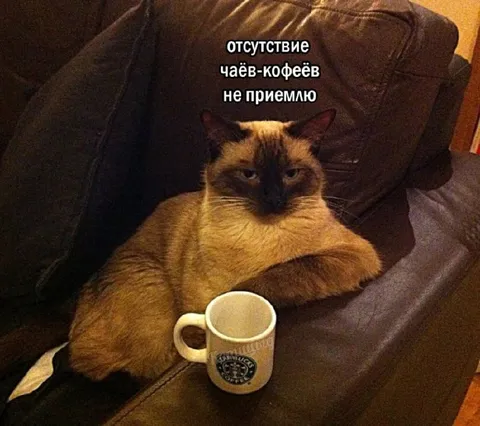 Кот не принимает отсутствие чая