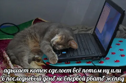 Кот всё сделает потом
