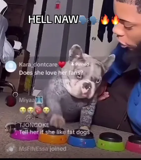French Bulldog Says Hell Naw