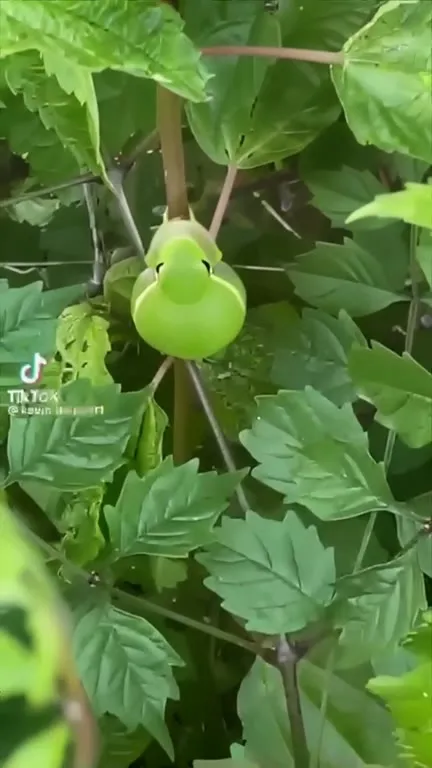 Лягушка среди листьев
