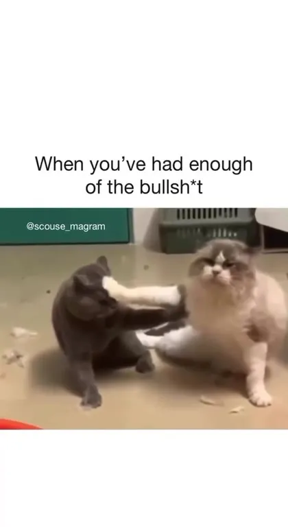 Cat Has Had Enough