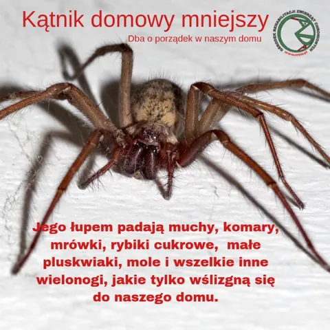 Kątnik domowy mniejszy