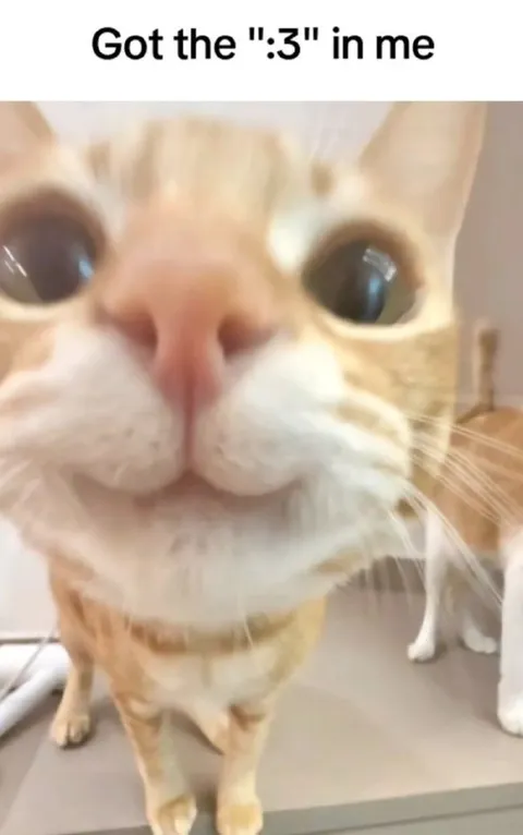 Cat Has the .3 in Me