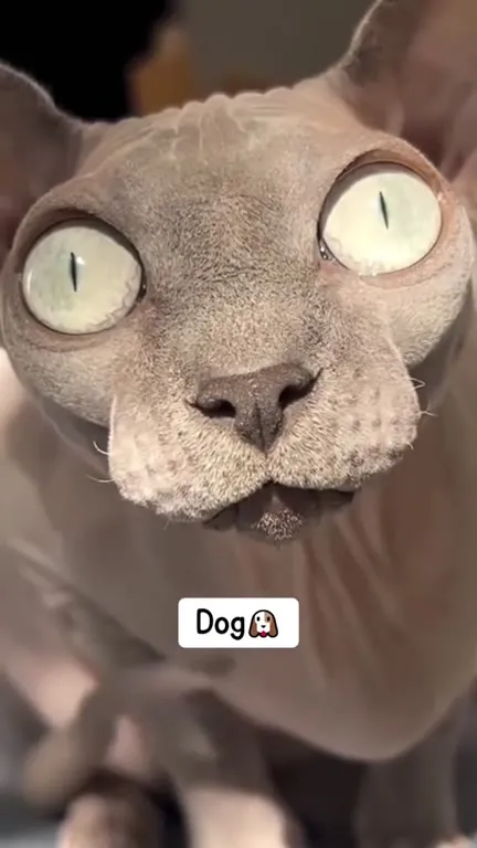 Cat Sound Effect Compilation