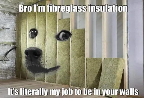 Dog in the Walls