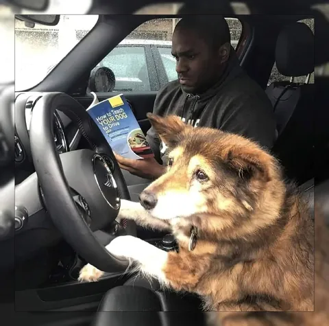 Dog Learns to Drive