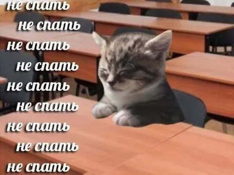 Кот не хочет спать