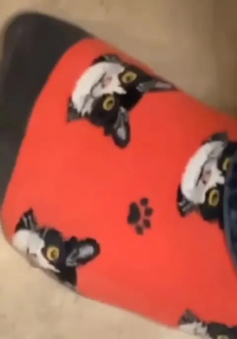 Кот увидел носки с котами